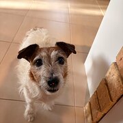 Home Owner wanting sitter in Perth, Western Australia