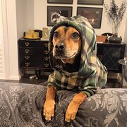 Home Owner wanting sitter in Maitland, Newcastle, New South Wales