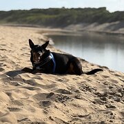 Home Owner wanting sitter in Melbourne, Victoria
