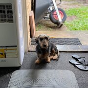 Home Owner wanting sitter in , Queensland