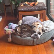 Home Owner wanting sitter in Reservoir, Victoria