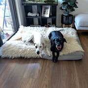 Home Owner wanting sitter in , New South Wales
