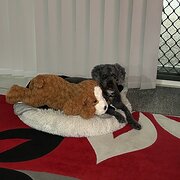 Home Owner wanting sitter in Bribie Island, Queensland