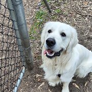 Home Owner wanting sitter in Fremantle, Western Australia