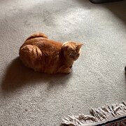 Home Owner wanting sitter in Wollongong , New South Wales
