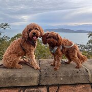 Home Owner wanting sitter in Townsville , Queensland