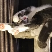 Home Owner wanting sitter in Brisbane , Queensland