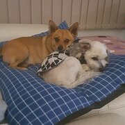 Home Owner wanting sitter in , Queensland
