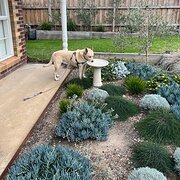 Home Owner wanting sitter in , Victoria