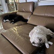 Home Owner wanting sitter in Brisbane, Queensland
