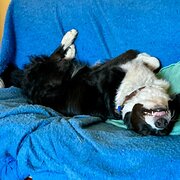 Home Owner wanting sitter in Brisbane, Queensland