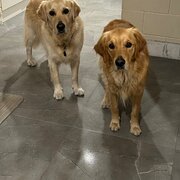 Home Owner wanting sitter in , Queensland