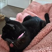 Home Owner wanting sitter in Brisbane, Queensland