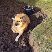 Home Owner wanting sitter in Geelong, Victoria