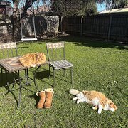 Home Owner wanting sitter in Melbourne , Victoria