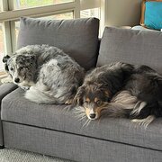 Home Owner wanting sitter in , Victoria
