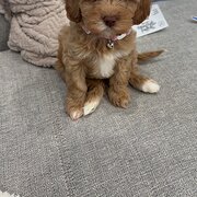 Home Owner wanting sitter in , New South Wales