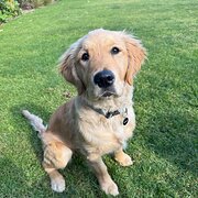 Home Owner wanting sitter in , Victoria