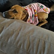 Home Owner wanting sitter in Gold coast, Queensland