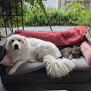 House Sitter - Canberra Sitter 