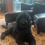 Home Owner wanting sitter in , Australian Capital Territory