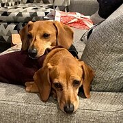 Home Owner wanting sitter in Adelaide , South Australia