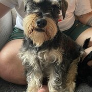 Home Owner wanting sitter in Geelong, Victoria