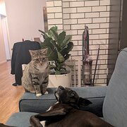 Home Owner wanting sitter in Brisbane, Queensland