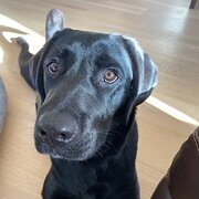 Home Owner wanting sitter in Adelaide , South Australia