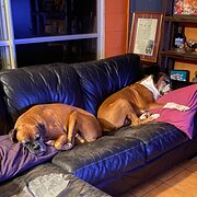 Home Owner wanting sitter in Darwin, Northern Territory