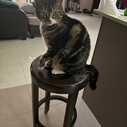 Home Owner wanting sitter in , Queensland