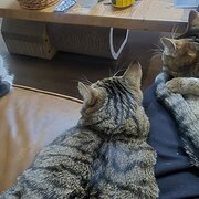 Home Owner wanting sitter in Perth, Western Australia