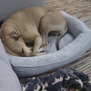 Home Owner wanting sitter in , Queensland