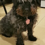 Home Owner wanting sitter in Brisbane, Queensland