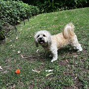 Home Owner wanting sitter in Sydney, New South Wales
