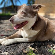 Home Owner wanting sitter in Central Coast, New South Wales