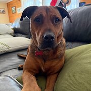 Home Owner wanting sitter in Sydney, New South Wales