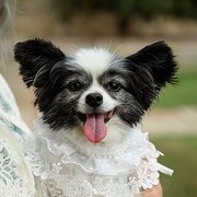 Home Owner wanting sitter in , South Australia