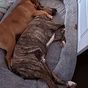Home Owner wanting sitter in , Victoria