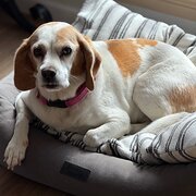 Home Owner wanting sitter in Newcastle , New South Wales
