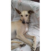 Home Owner wanting sitter in Melbourne, Victoria