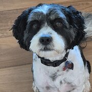 Home Owner wanting sitter in , Queensland