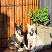 Home Owner wanting sitter in Adelaide, South Australia