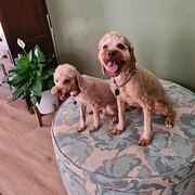Home Owner wanting sitter in , Queensland