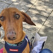 Home Owner wanting sitter in , South Australia