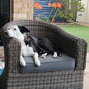 Home Owner wanting sitter in Brisbane, Queensland