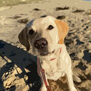 Home Owner wanting sitter in Melbourne, Victoria