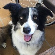 Home Owner wanting sitter in , Queensland