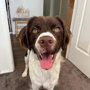 Home Owner wanting sitter in Sydney, New South Wales