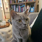 Home Owner wanting sitter in , South Australia